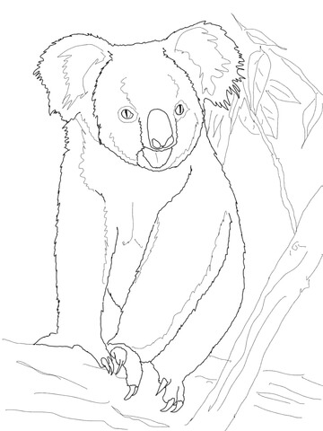 Koala Bear On A Tree Coloring Page